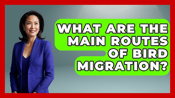 What Are the Main Routes of Bird Migration? | Bird Watching Diaries