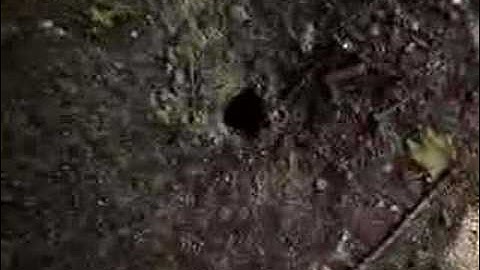 Steve Westenra and the Temple of Doom Part 1.5