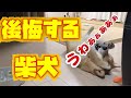 【しゃべる】最後のご飯を早食いし、ものすごく後悔してる柴犬　～[Talking] Shiba Inu who eats the last meal early and regrets terribly