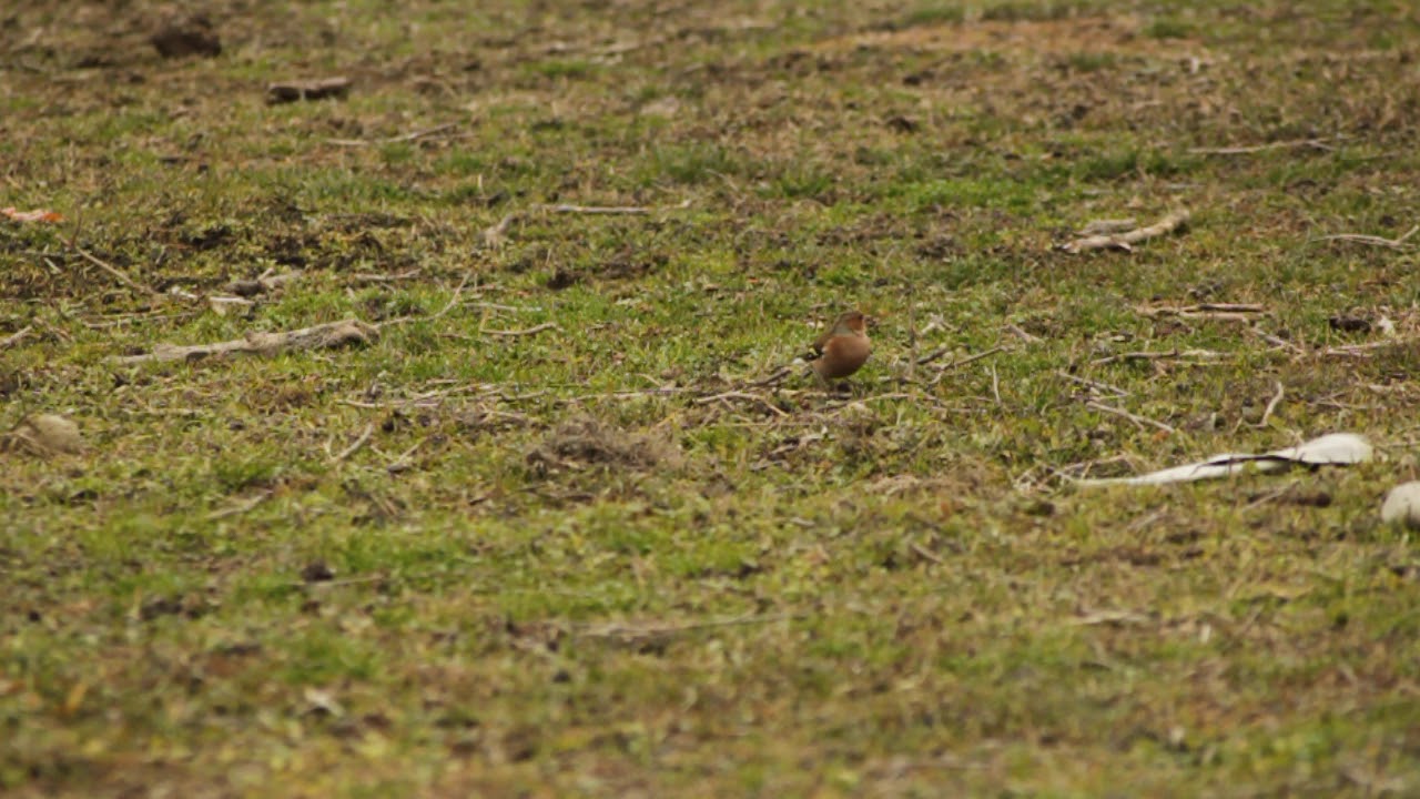 Chaff finch - Common chaffinch - ნიბლია (სკვინჩა) - YouTube