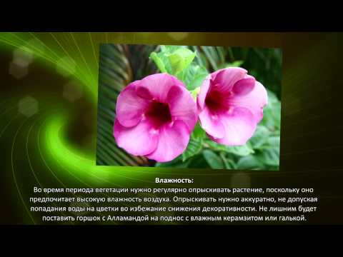 Видео: Уход за растениями Алламанда - Как выращивать комнатные растения Золотой Трубы