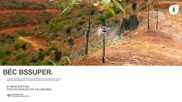GIỚI THIỆU BÉC BÙ ÁP CHỐNG MÒN BSSUPER TẠI DỰ ÁN 30HA TƯỚI SẦU RIÊNG ĐẤT ĐỒI DỐC