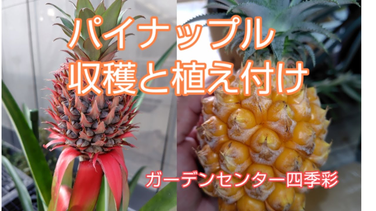 パイナップルの収穫と植え付け #ガーデンセンター四季彩 #パインアップル #パイナップル 