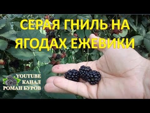 Видео: Почему моя ежевика гниет - распространенные причины гниения плодов ежевики