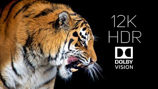 12K HDR 60fps Dolby Vision | World of Animals