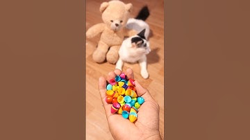 Funny Cat Barsik Beads 🌈💗 Reverse video #cat #marblerunandmore #reverse.