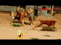 Fake tiger vs real dogs very funny prank sleep dog village 2021