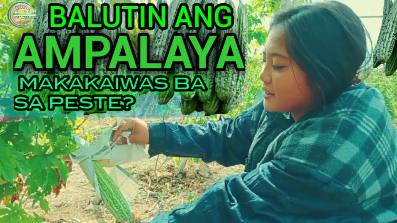 Balutin ang Ampalaya, Kailan, Paano at Bakit