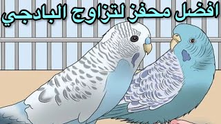 تحفيز البادجي على التزاوج