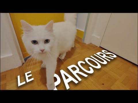 LE PARCOURS DE CROQUETTES ! (10 ANS de  PLUME joyeux anniversaire)