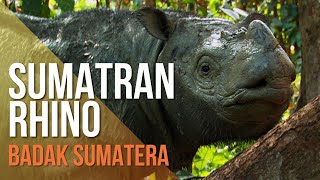 Extinction of Sumatran Rhino in Malaysia