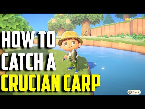 Video: Where To Find Crucian Carp