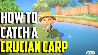 How To Catch A Crucian Carp | Crucian Carp Acnh | Crucian Carp Animal  Crossing New Horizons - Youtube
