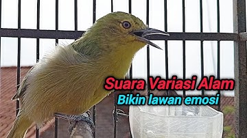 Suara sirtu gacor memanggil lawan!.. Panggilan sirtu variasi khas di alam liar AMPUH Bikin nyaut