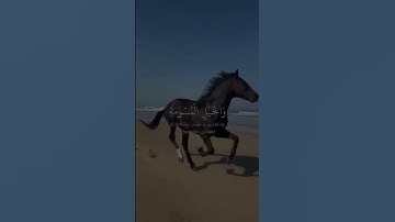 #قران كريم #سورة آل عمران #راحة_نفسية