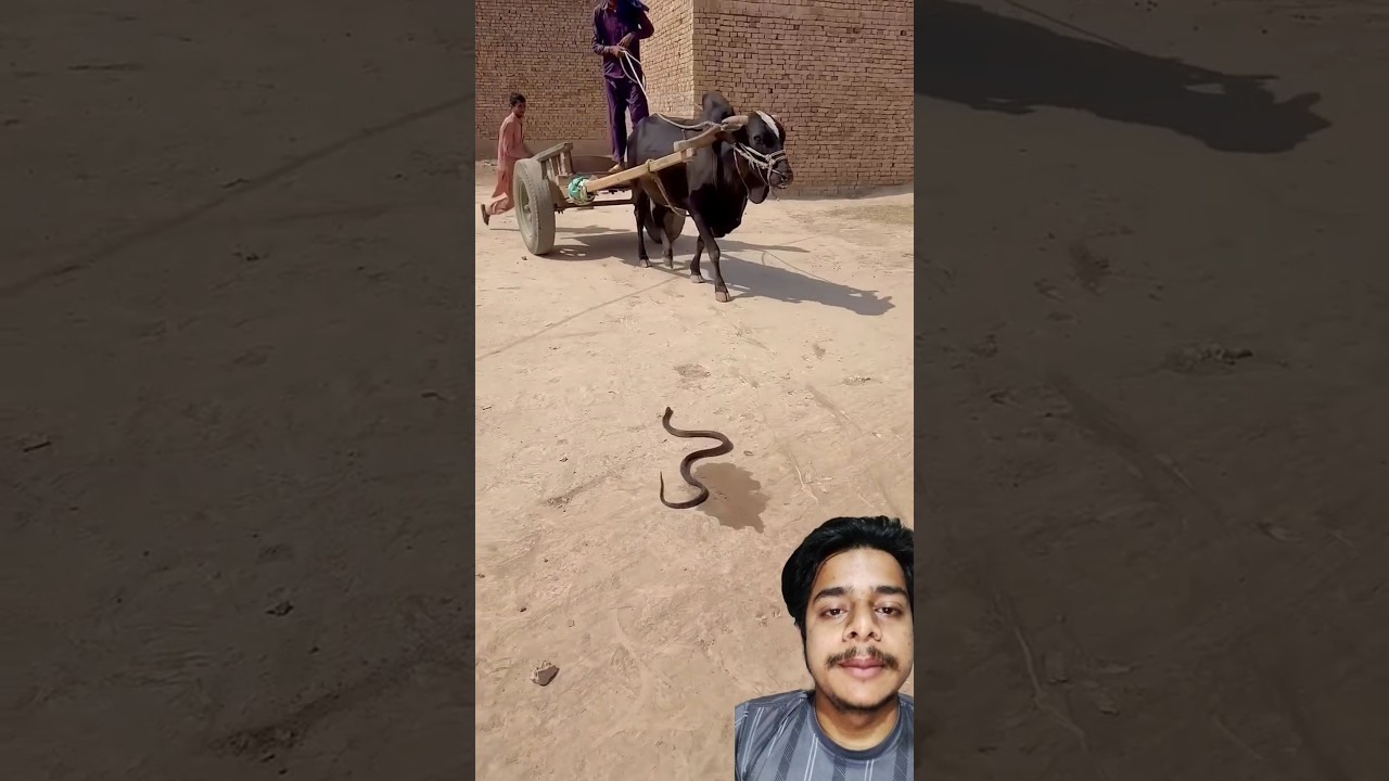 গরুর গাড়ির সামনে হঠাৎ একটি সাপ চলে আসে।#explained #snake