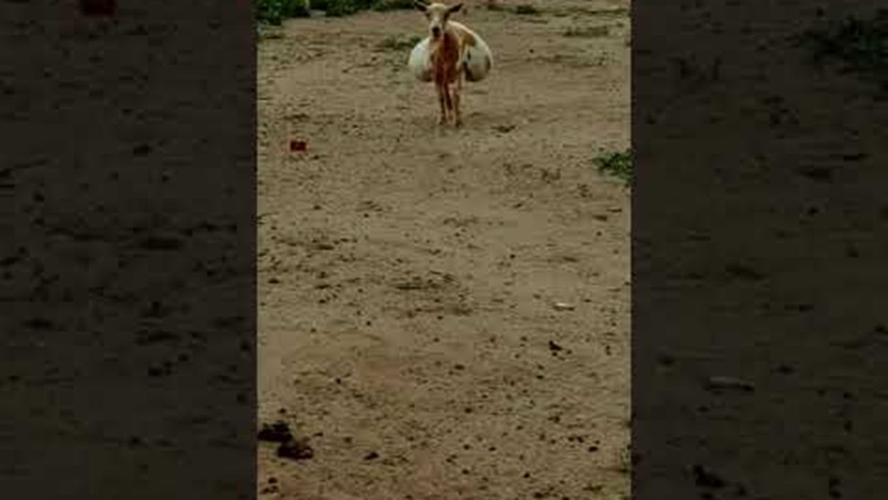 Pregnant Goat has Saddlebag Stomach ViralHog YouTube