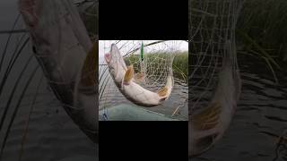 Агрессивный зверь попался! #рыбалка #fishing #россия #russia #щука #pike #спиннинг #shorts #2023