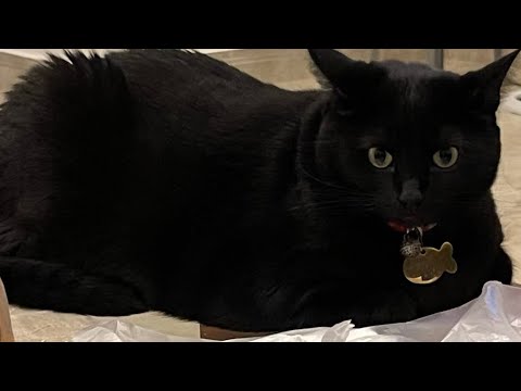 Kingman Irving Snow Instrumental