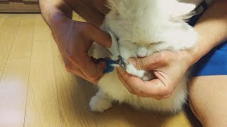 공포의 발톱가위에 눈을 질끈 감은 고양이 김명일 by Cat 'Myung-il' - 고양이 김명일 198 views 6 years ago 3 minutes, 26 seconds