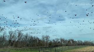 Birds (Slow-Motion Compilation) #1 Guide