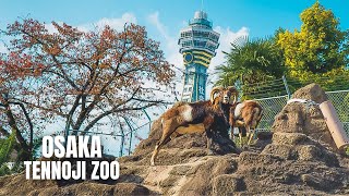 Osaka Tennoji Zoo Walking Tour (January 2023)