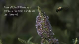 The beauty of Pollination - Moving Art - Amazing Creatures - Love Bees - Informative Video