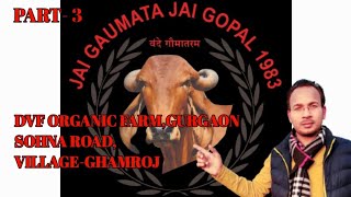 CHEAP & BEST ORGANIC VEGETABLES IN DELHI NCR-DVF ORGANIC FARM,GURGAON,HARYANA,PART-3