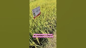 Nông dân Quảng Trị phấn khởi được mùa lúa ADI168 - bông vàng , trĩu hạt, đều tăm tắp vụ mùa 2025