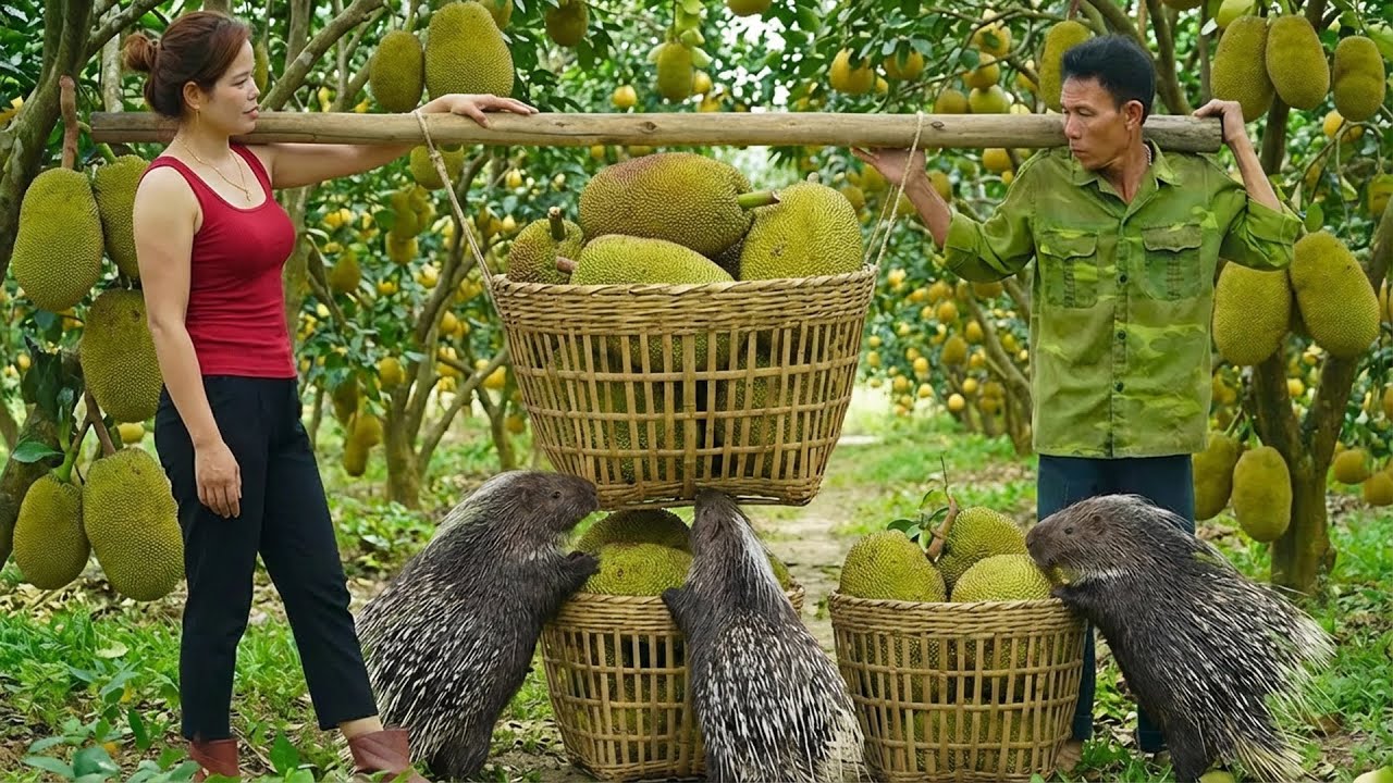Happy Moment: Harvesting 1000+ Jackfruits is Terrifying — What Happened to Dad?