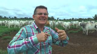 Conheça a produção do gado brahman em Porto Velho