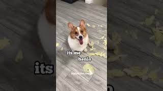 Corgi cabbage destroyer