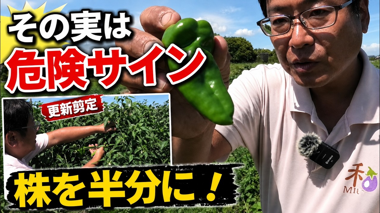 ピーマンの先が尖ってきたら要注意!株を半分まで切る「更新剪定」で秋の収穫を復活させます(2026.8.16)