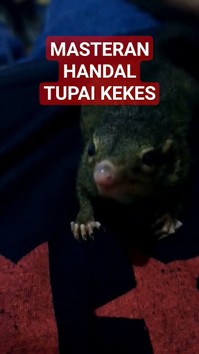 tupai kekes masteran murai batu,cucak hijau,Kacer,pentet #kicaumania #tupai#kekes#masteranburung