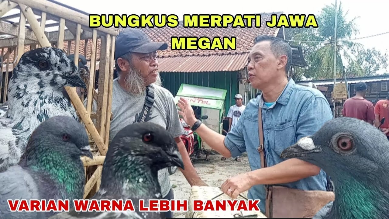 BONGKAR MERPATI JAWA DAN POS