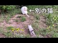 母猫と思って近づくと別の猫でびっくりする子猫