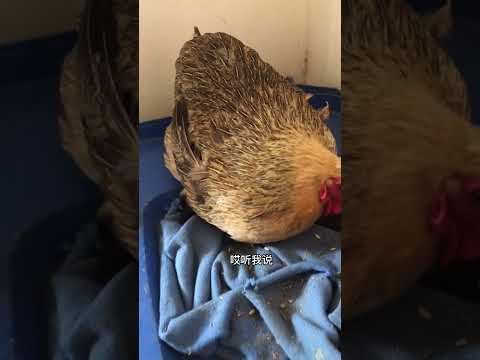 向小母鸡姐姐借鸡蛋 它却说我是偷蛋的 这上哪说理去 鸡蛋 记录乡村生活