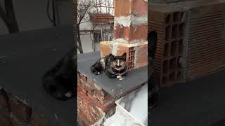 Mustache Cat from Turkey Is Breaking the Internet 😂 #shortsfeed