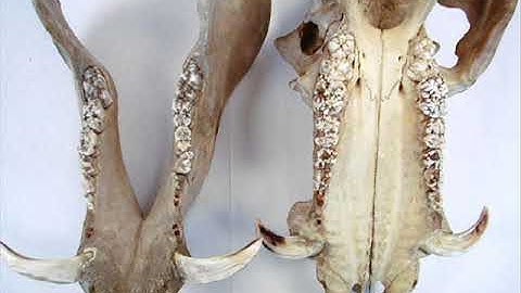 Kwv Huam Tsov Tom Nyuj No Kuj Los Tom Tau Tus Tub Thiab