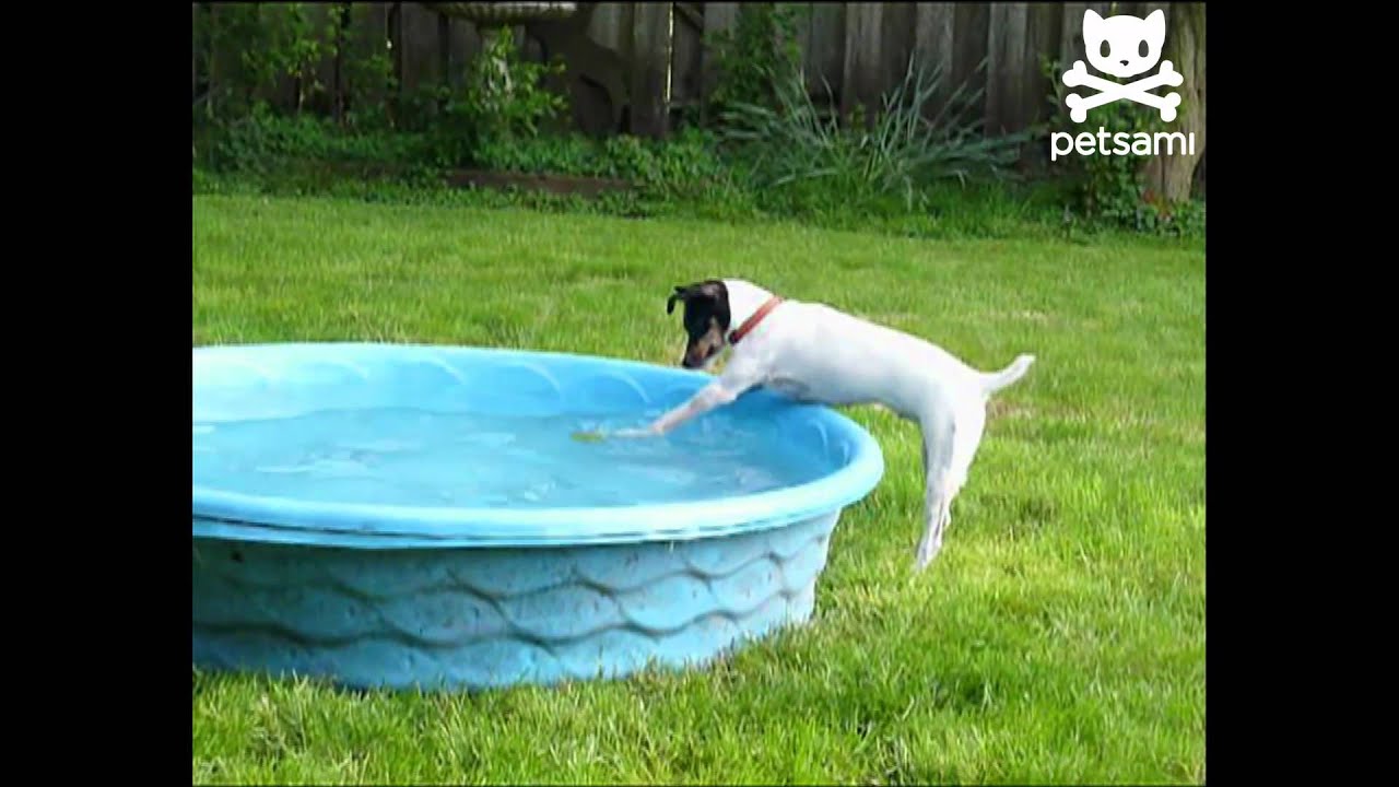 Careful canine reaches for ball YouTube