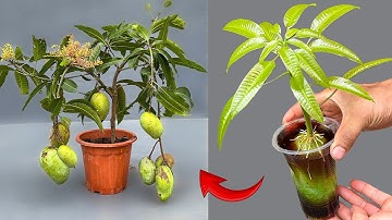 CREATIVE TECHNIQUE of propagating mango trees with Coca Cola brings unexpected results