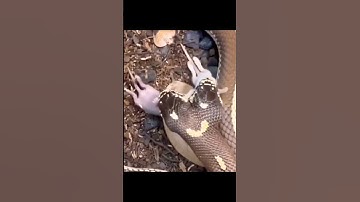 Rắn 2 đầu ăn cùng lúc 2 con chuột #animals #snake