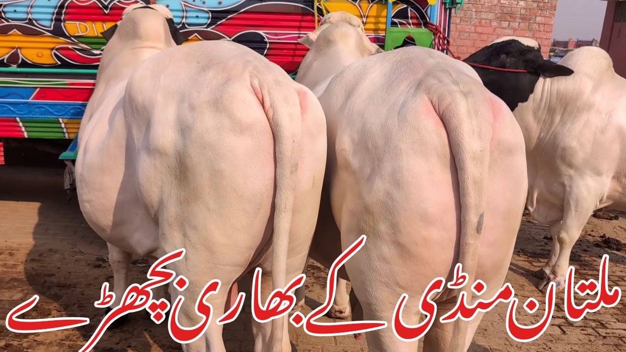 Сегодня в Мултан Манди собралось большое количество как активных продавцов, так и покупателей. Ma...