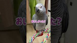 【ヨウムのレオ君】飼い主「言ってごらん？」レオ君「○○○○○○」