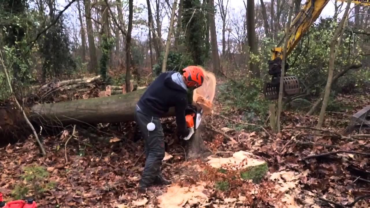 Stihl ms362 felling - YouTube