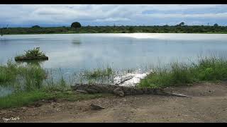 He Looked Tiny While Swimming… Until This Crocodile Reached the Water’s Edge 🐊😮