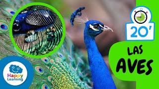 Cosas que nos sabías sobre LAS AVES |Aprende el Reino Animal | Happy Learning 🐥 🦃 🦩🦜