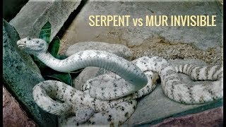 ► Serpent VS Mur Invisible (Challenge)