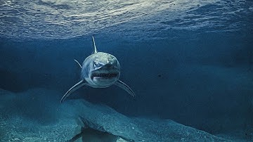 Shark Animation in Blender | Short film