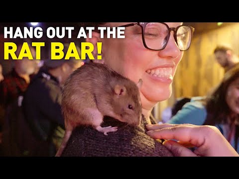 Video: Rat Bar Ist Das Neueste Pop-up Von San Francisco